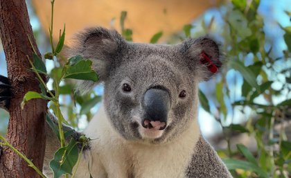 Two-year-old Jagger, bred as part of the Living Koala Genome Bank pilot project. A koala in a gum tree.